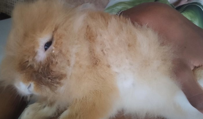ajude meu coelhinho! Ele precisa de cirurgia urgente!!!