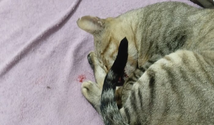 Ajuda para meu gatinho!