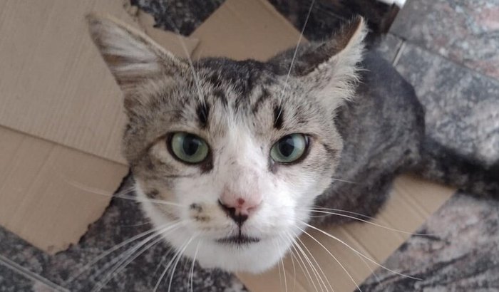 Tratamento FIV e FELV