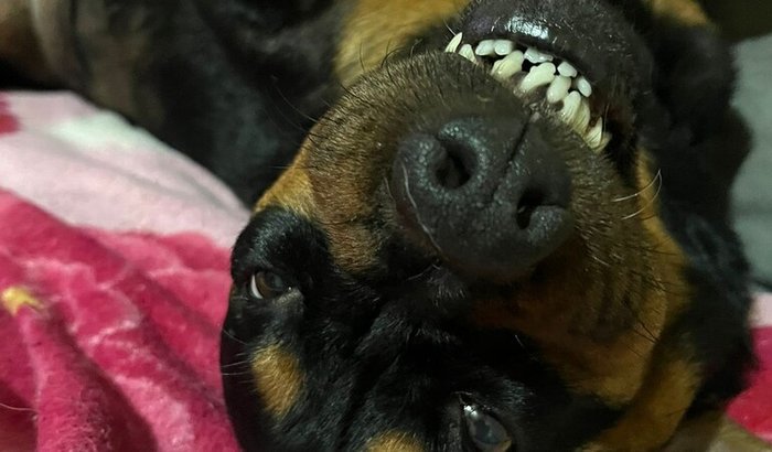 Ajude a Agatha Contra o Cancer