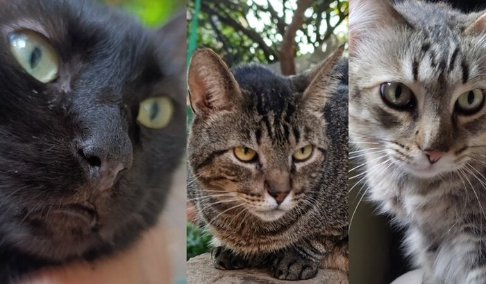 Ajude os gatinhos Salem, Dipper e Lynx