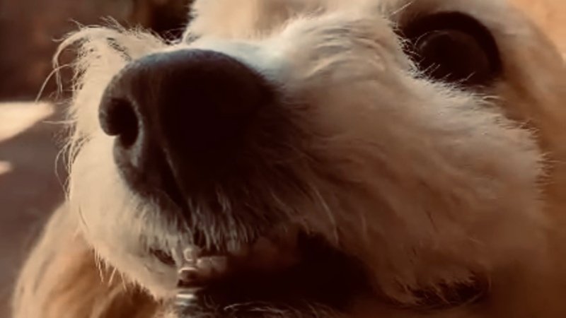 tratamento do guigui