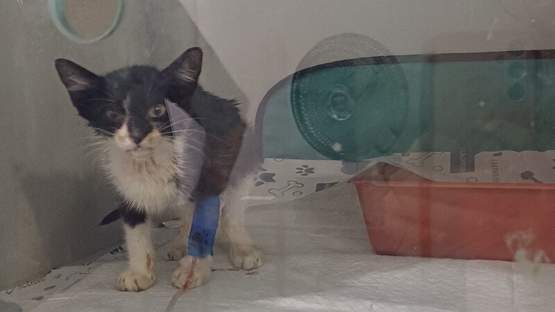 Salve a Kita !❤️‍🩹