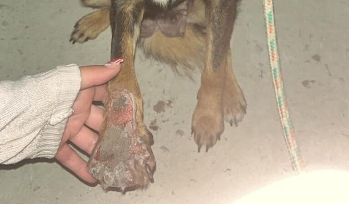 Ajude a bolinha