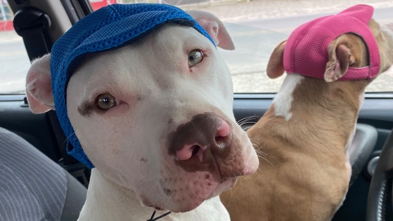 Abrigo para Pitbulls e cães de grande porte 