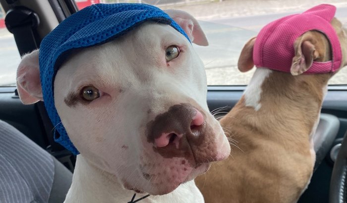 Abrigo para Pitbulls e cães de grande porte