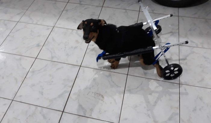 Alimento, abrigo e medicação para animais descartados em ruas