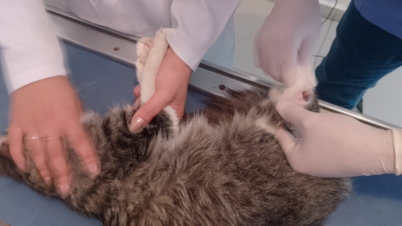 Ajude o gatinho Pimpolho,vamos salvar esse anjinho 🙏🏻