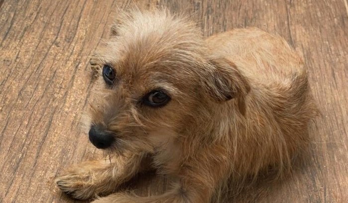 Ajude o "Fiapo de Manga"