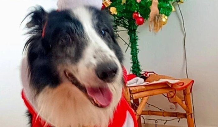 Ajuda para Zé natalino