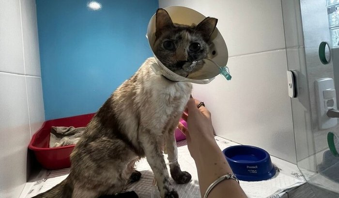 Ajuda para custos veterinários da Tomtom :)