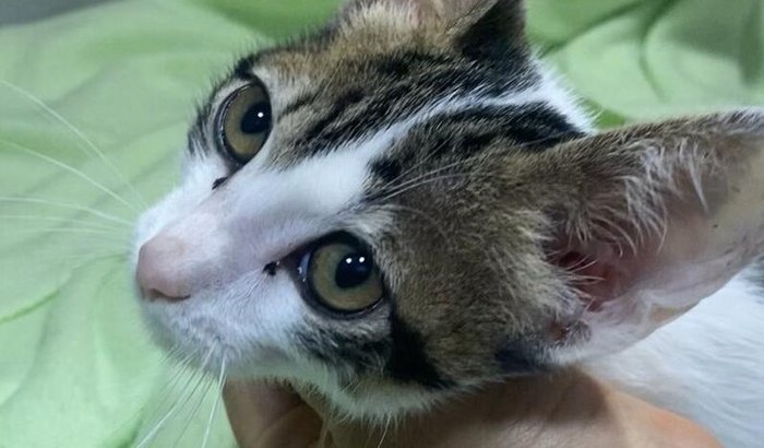 Atropelado e sozinho, ajude o Madruguinha a pagar seu tratamento