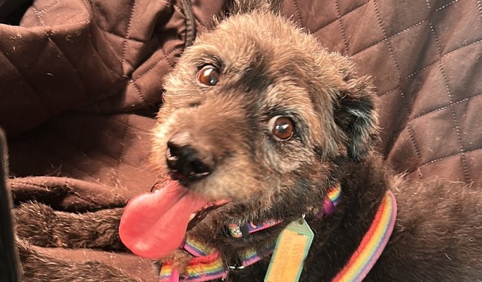 Cirurgia do Chico (Zangadinho)