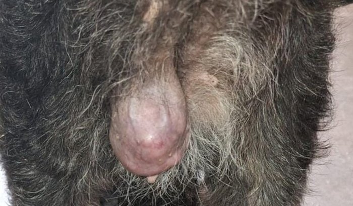 Ajude nos a pagar o tratamento da Belinha ,ela está com câncer na mama.