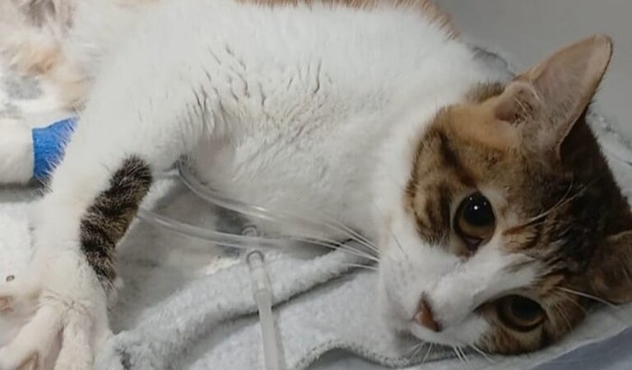 Ajude a Magda - Tratamento PIF