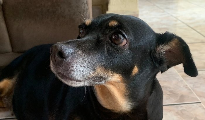 Ajude na cirurgia da Maggie