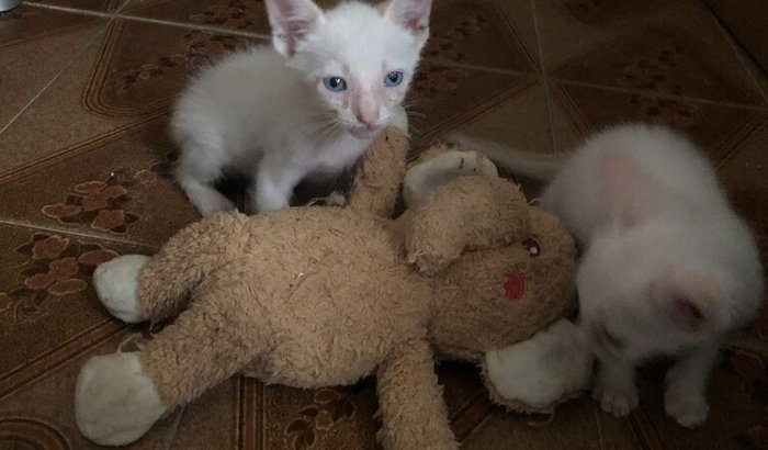 Gatinhos contra a rinotraqueíte