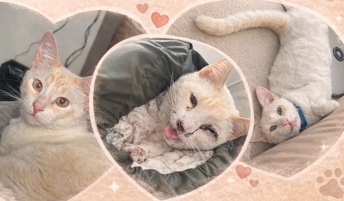 Ajudar na cirurgia do Sato