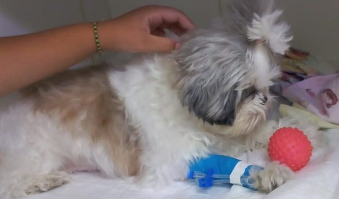 Ajude a Chloe a lutar pela vida