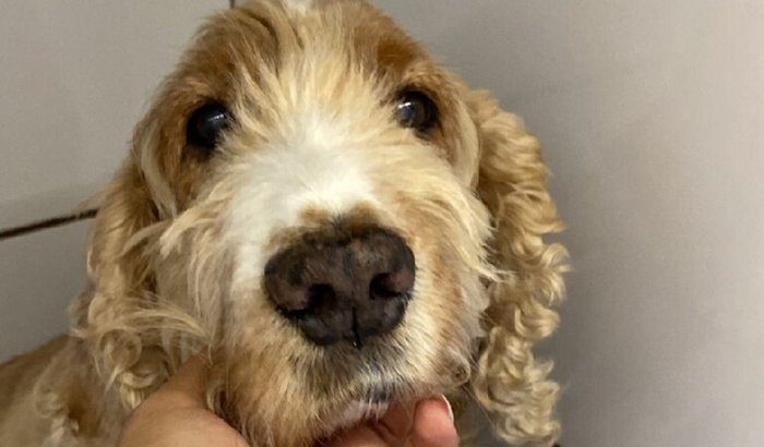 Ajuda para cirurgia e tratamento do Bob 🐶