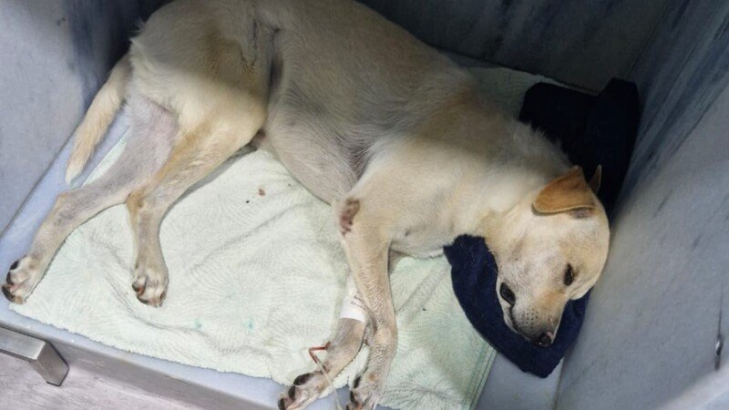 Ajuda para salvar meus pets