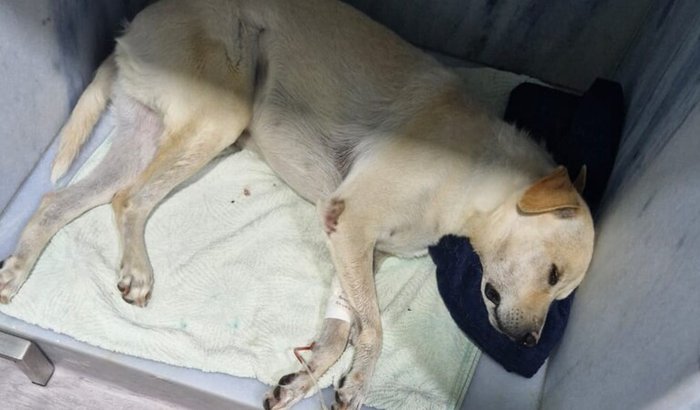 Ajuda para salvar meus pets