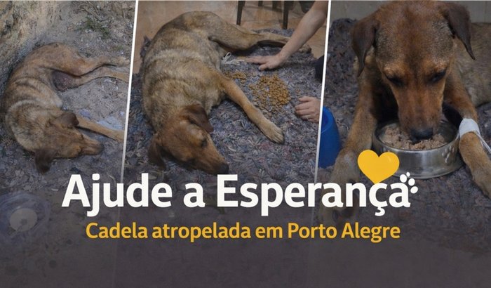 Ajude a Esperança - cadela atropelada em Porto Alegre