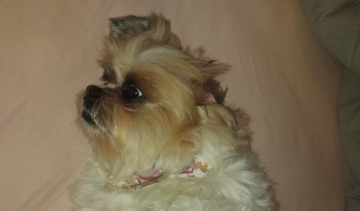 Ajuda para salvar o pitoco