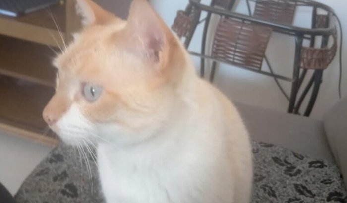 Ajuda para a cirurgia do Fofão