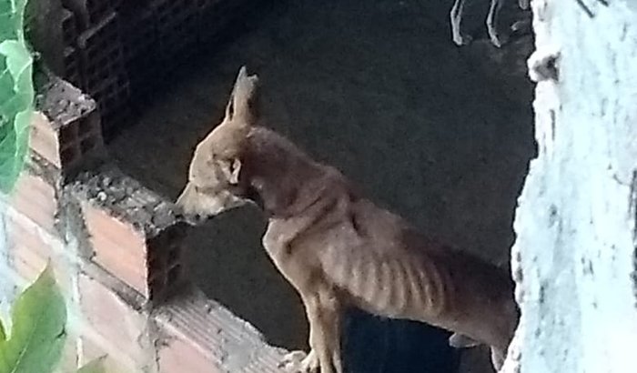 Resgate 16 cães vítimas de Colecionador