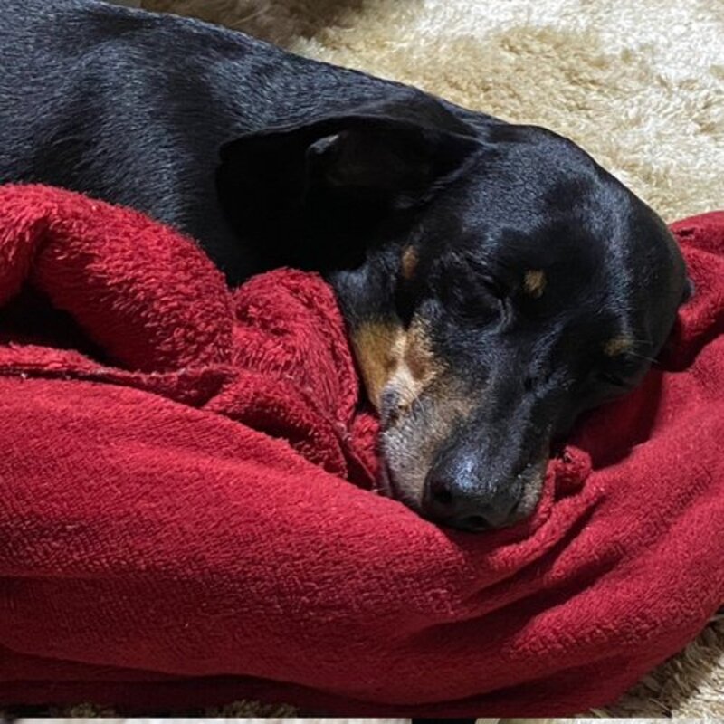 Cirurgia ortopédica para dachshund - BELLA 