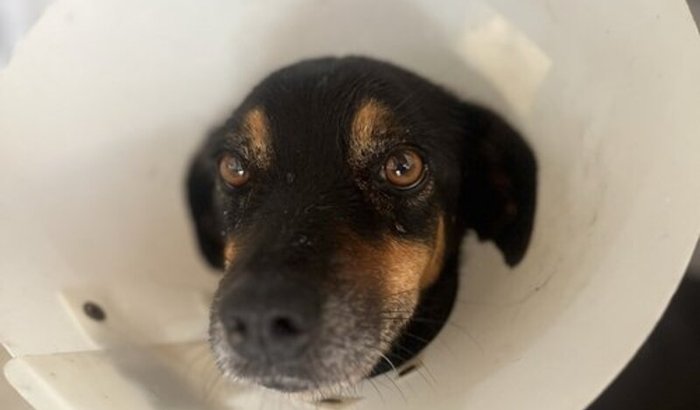 Cirurgia ortopédica da Mila 🐶🐾