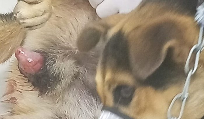 Amor em forma de ajuda para meu cachorro (Thor)