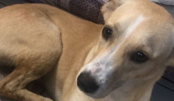 Ajude a Angelina Jolie não amputar a sua patinha