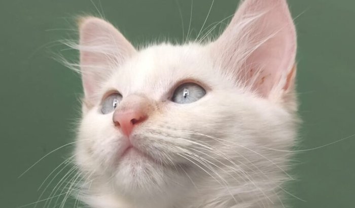 AJUDE A SALVAR O JOSUÉ