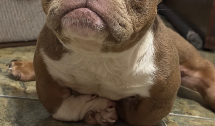 Ajude na Cirurgia da Juju