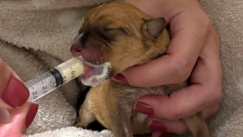 Ajuda filhotes abandonados