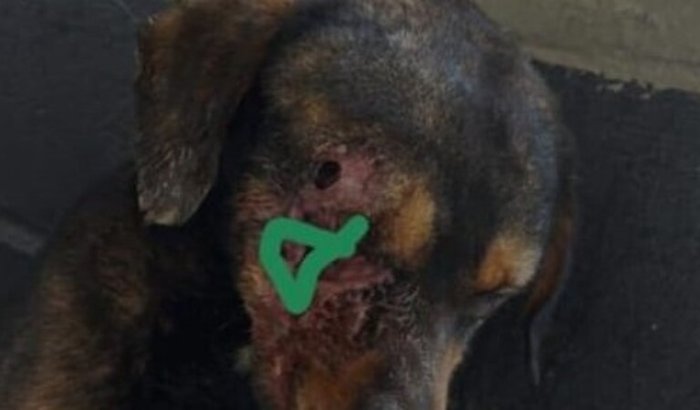 Resgate ao Pirata Brook