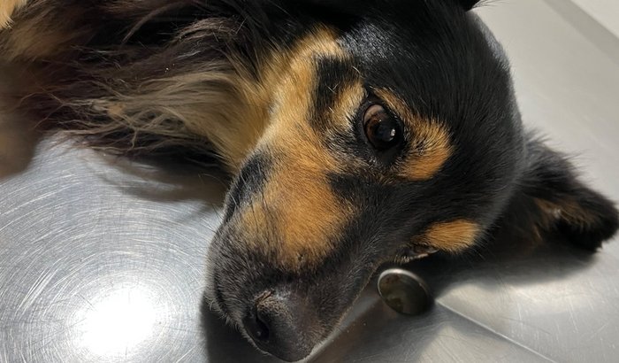 Ajude o Robinho 🐶