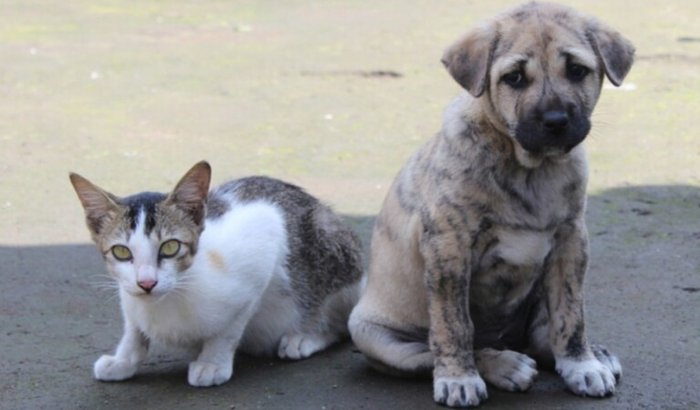 Vaquinha para castração de animais de rua