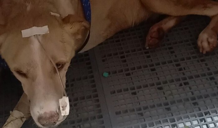 Ajude a quitar a dívida do meu eterno Romeu