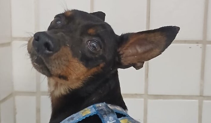 Urgente: Ajude o Frodo!