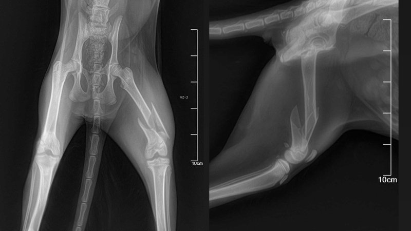 Ajudar a cirurgia da gatinha: Lua
