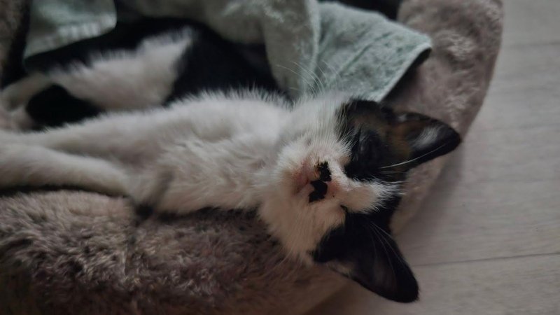 Cuidando de um gatinho abandonado
