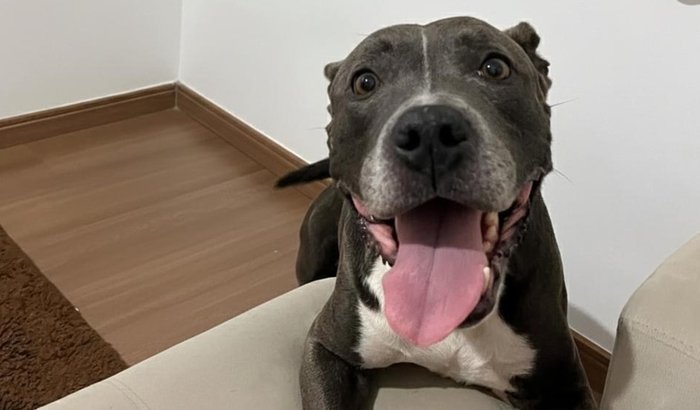 Vakinha solidária- ajude no tratamento da nossa cachorrinha 🩵