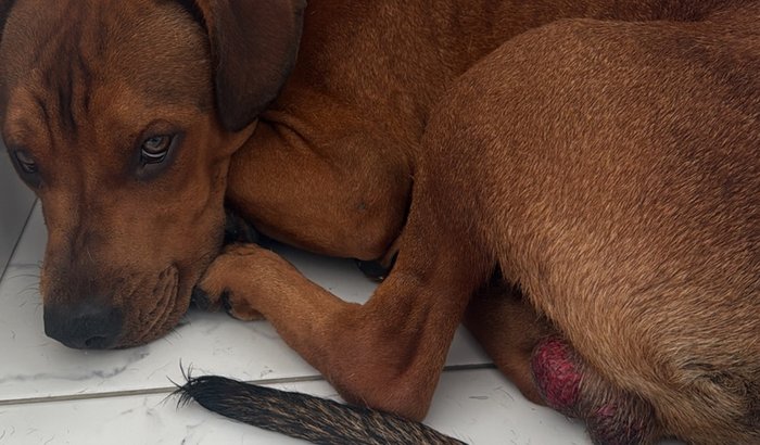 Internação Irmãos Parvovirose