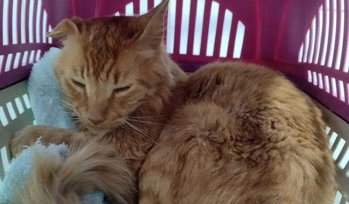 Ajude nosso Flokinho.