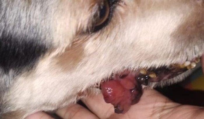 Ajude o Boris a fazer uma cirurgia