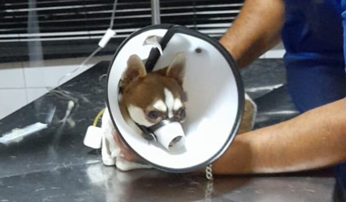 Ajude com o tratamento de Tobias!