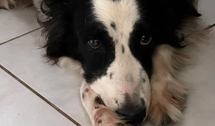 Ajude a Bela no tratamento contra Miíase